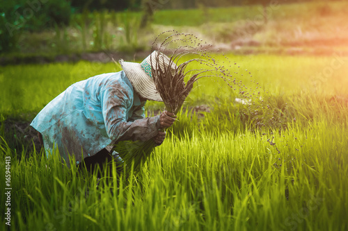 Farmer planting rice in the rainy season,Asian farmer is withdrawn seedling and kick soil flick of Before the grown in paddy field,Thailand.