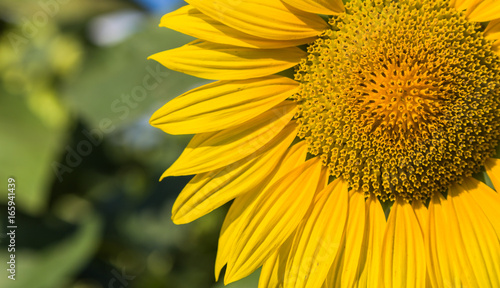 Sunflower on the field