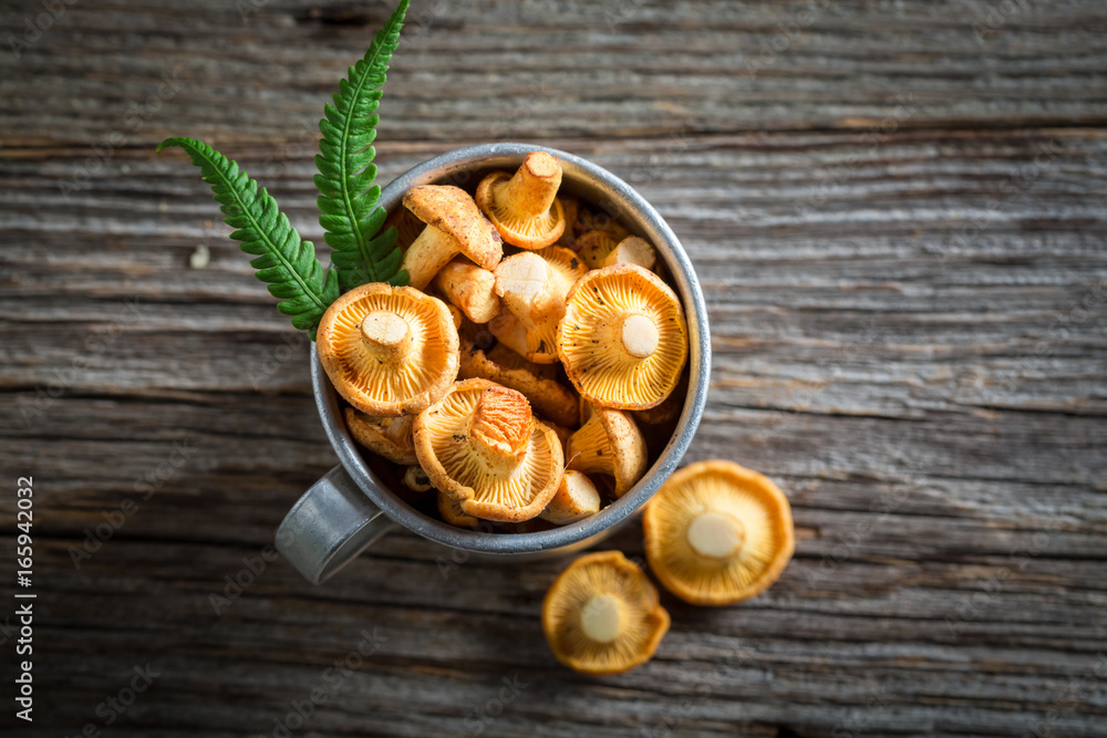 Fresh chanterelles with green fern from forest Fresh chanterelles with green fern from forest