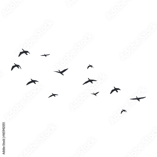 Flying birds silhouettes on white background. Vector illustration. isolated bird flying. © SeemaLotion