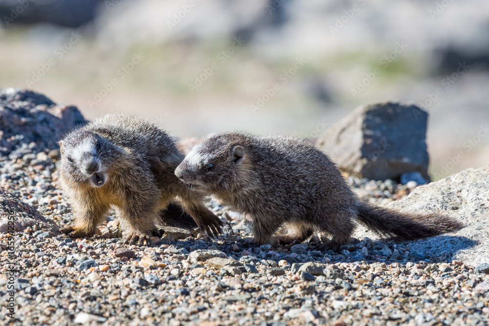 Naklejka premium Juvenile Marmots Playing Near the Summit of Mt. Evans, Colorado