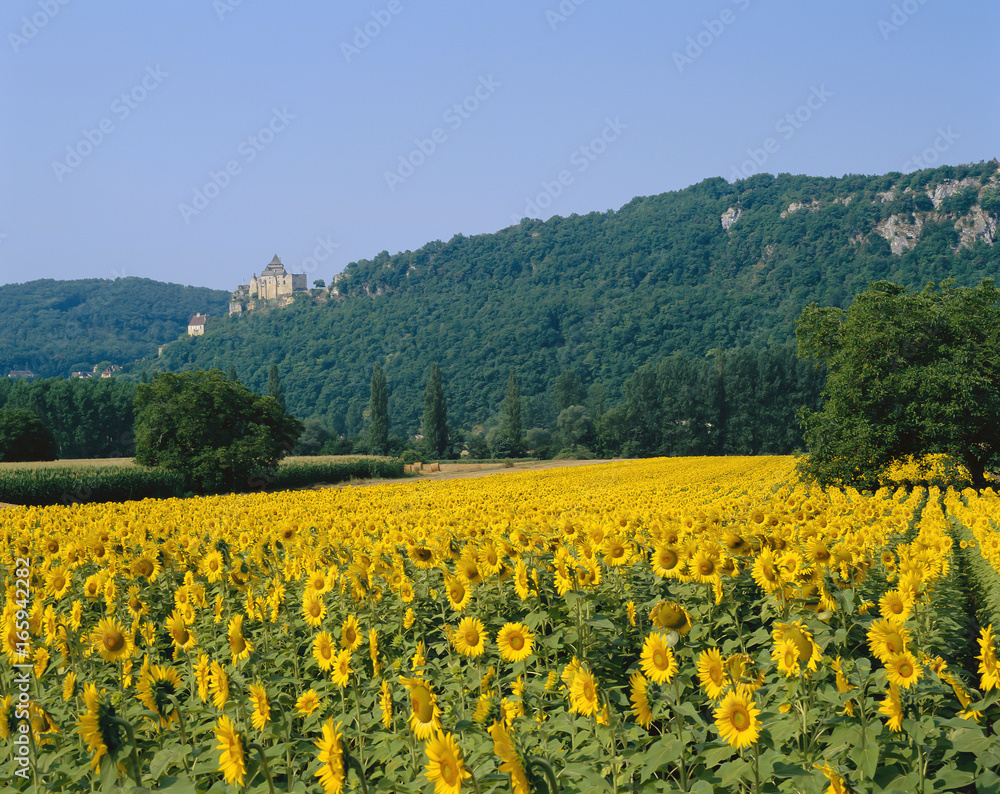 Sunflower Field,Dordogne, France