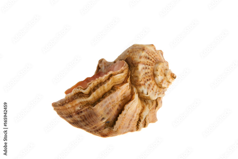 Seashell on white background Seashell on white background