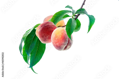 Bunch of ripe peaches on the branch with leaves, isolated on white background. Clipping path included.