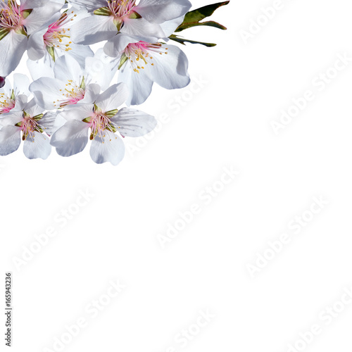 Composition of Flowers Isolated-Square