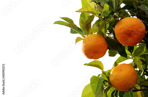 Orange on white background