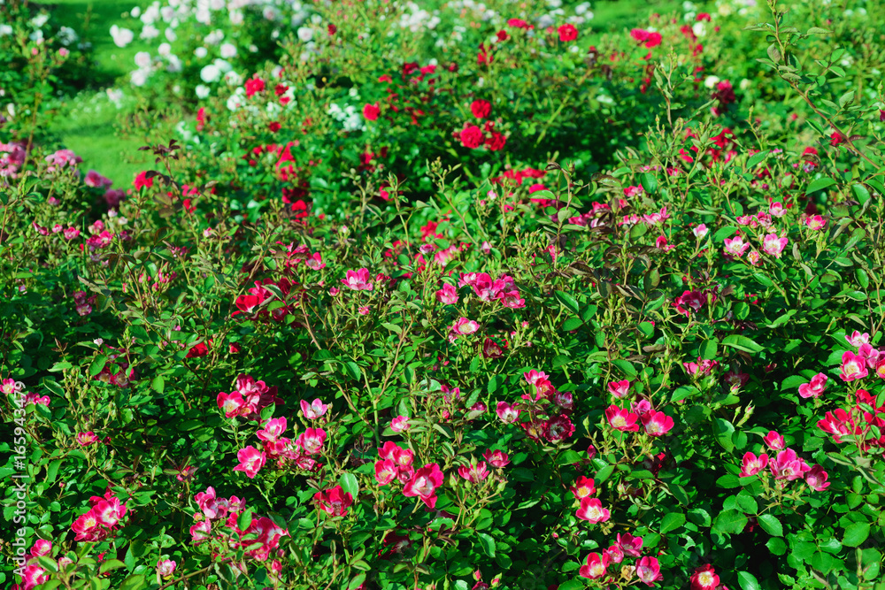 Rose- garden blurred background