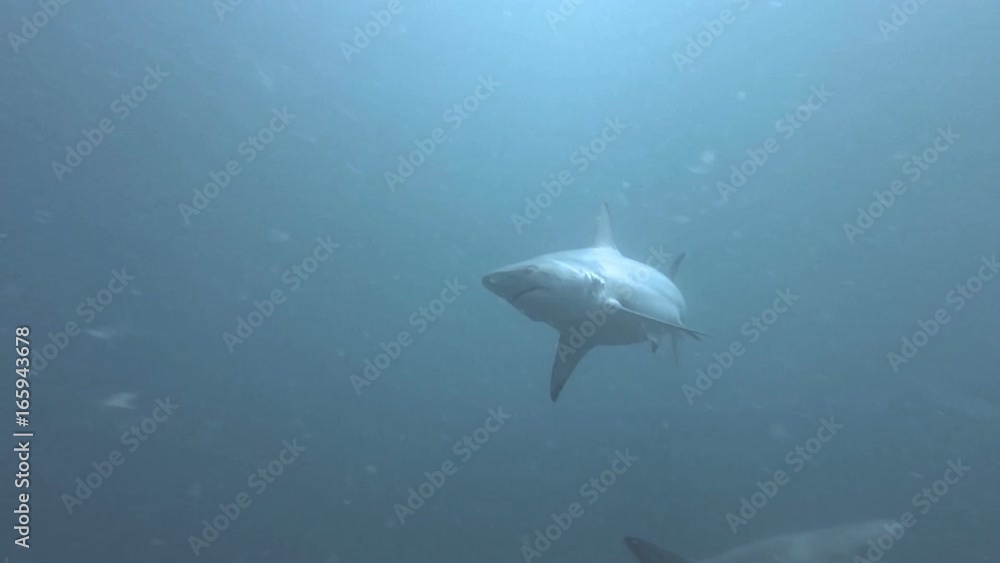 Black tip Sharks swimming around bait Black tip Sharks swimming around bait