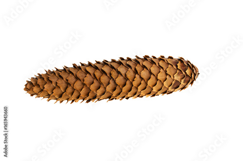 Cones of spruce on a white background