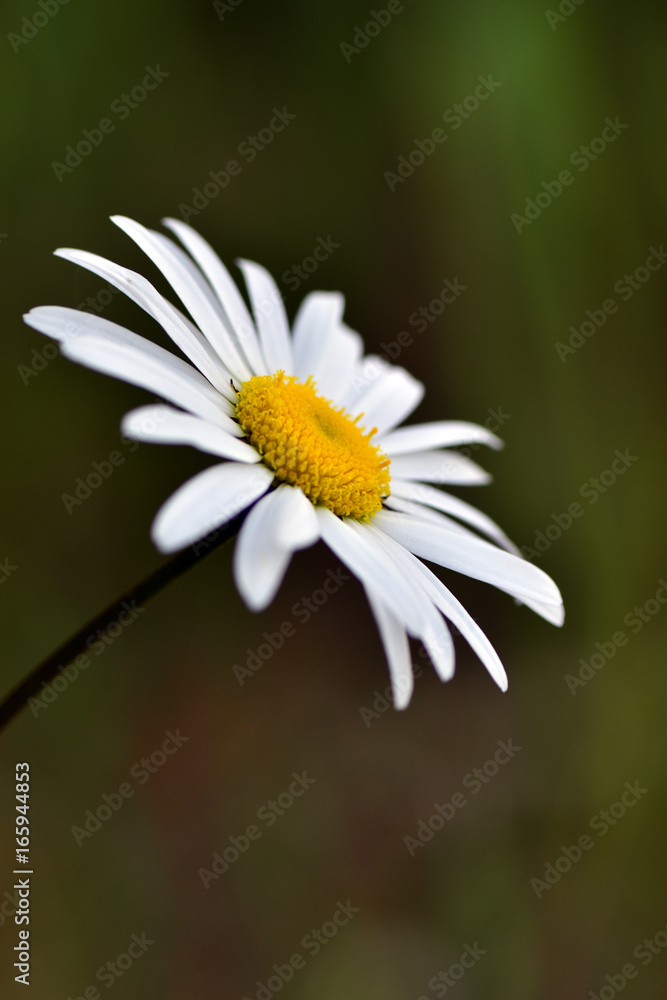 Obraz premium Camomile