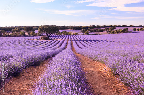 Fototapeta Naklejka Na Ścianę i Meble -  Lavender flower field