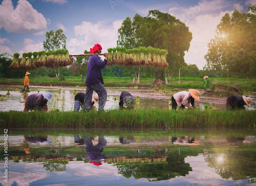 Farmers transplanting rice seedlings.