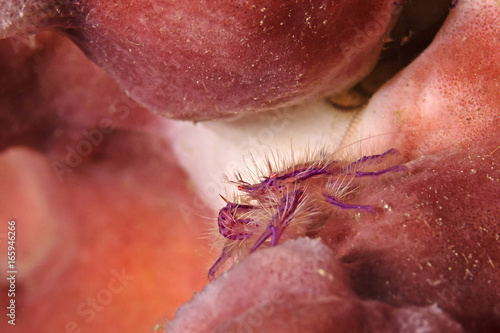 Pink Squat Lobster, Rosa Springkrabbe (Lauriea siagiani) photo