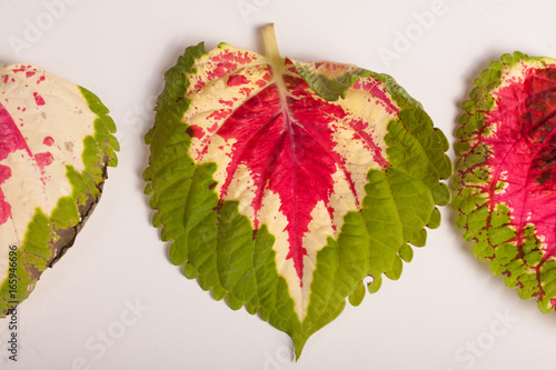 Solenostemon scutellarioides L,folhagens coloridas,coléus photo