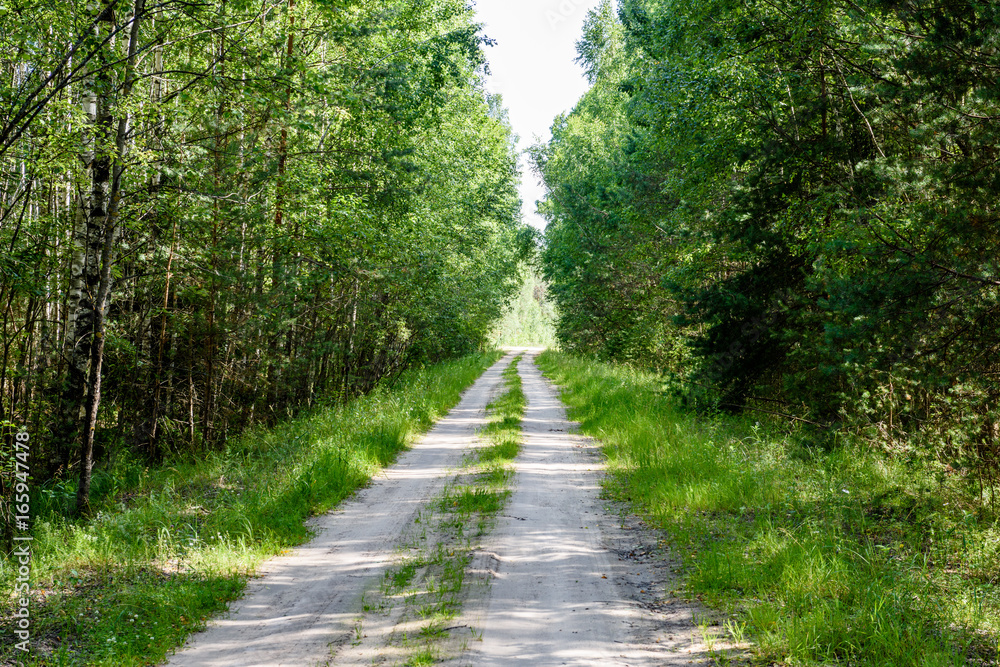 Fototapeta premium romantic gravel road in green tree forest
