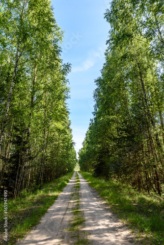 Fototapeta Naklejka Na Ścianę i Meble -  romantic gravel road in green tree forest