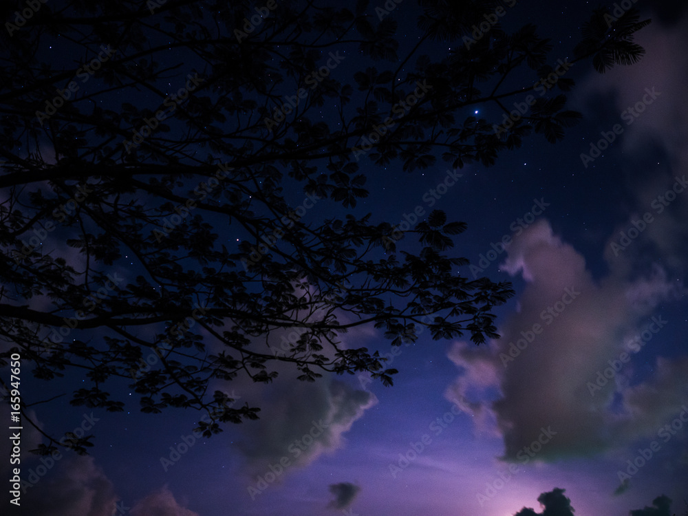 night view with star and branch night view with star and branch
