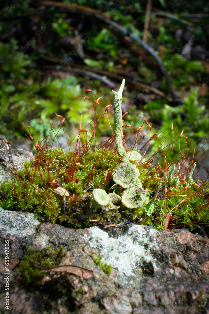 Im Wald Im Wald