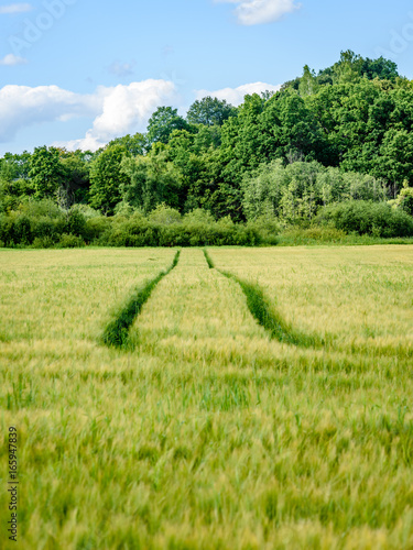 tractor tracks in crop field
