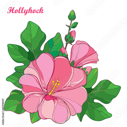 Vector bunch with outline Alcea rosea or Hollyhock flower in pastel pink  bud and green leaf isolated on white background. Floral elements in contour style with ornate Hollyhock for summer design.