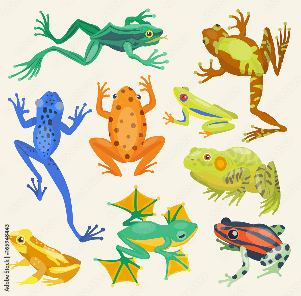 Obraz premium Frog cartoon tropical animals vector illustration isolated nature