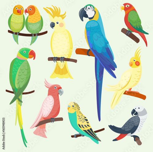Cartoon exotic parrots set vector illustration wild animal birds zoo tropical...