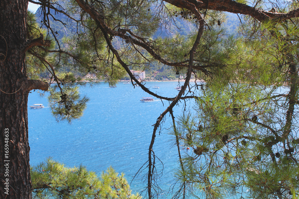 View of the sea bay. Branches of pine. Boats sailing