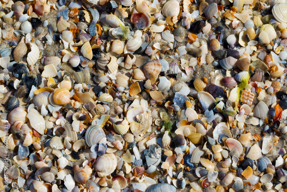 Natural background of broken seashells on wet sand beach