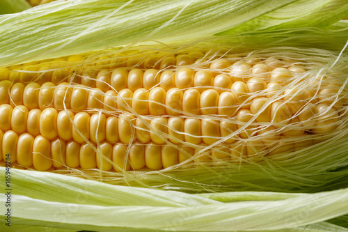 Corn grain background, close up.