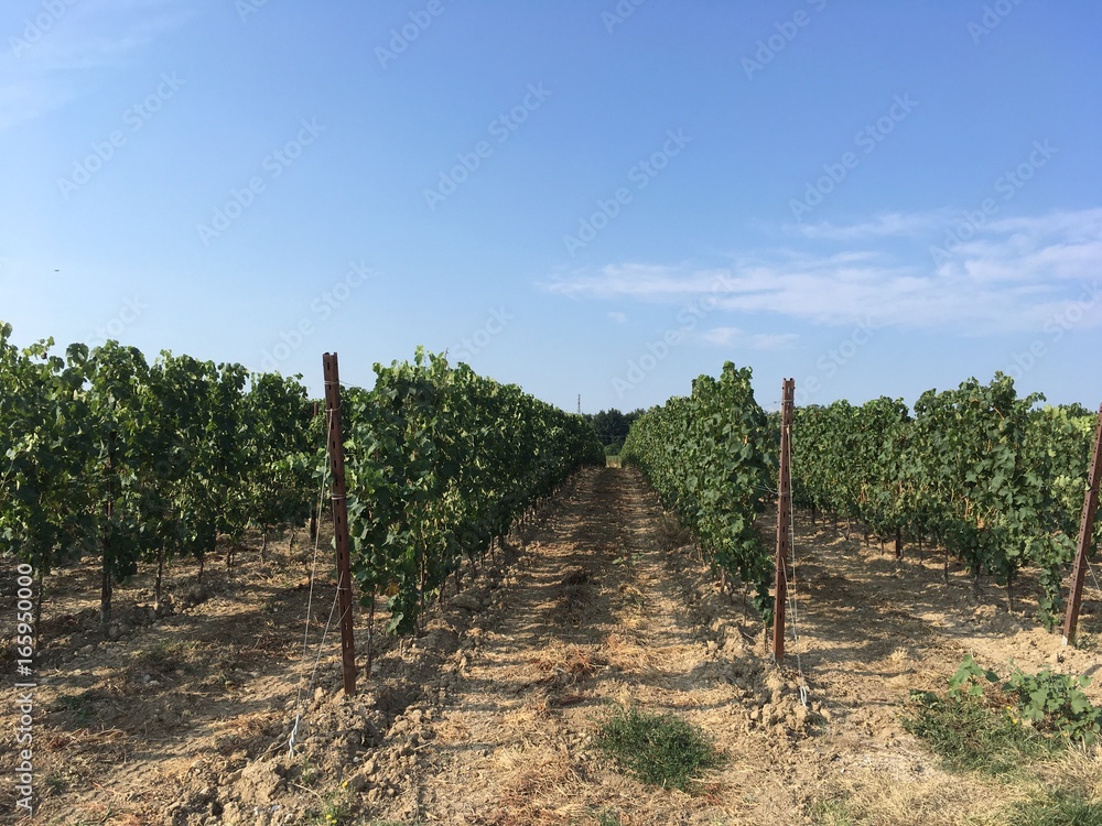 Vineyards Vineyards