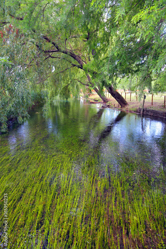 Little isle with willow on the Fonti del Clitunno lake in Umbria. photo