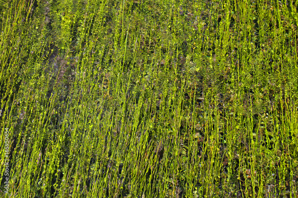 Little isle with willow on the Fonti del Clitunno lake in Umbria. Little isle with willow on the Fonti del Clitunno lake in Umbria.