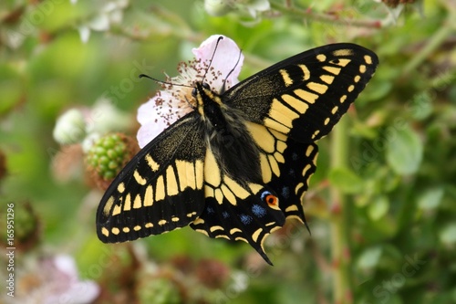 Oregon Swallowtail Butterfly (Papilio oregonius) photo