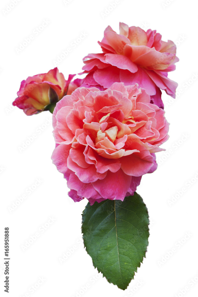 Pink-orange rose with green leaf, on white isolated background, close-up
