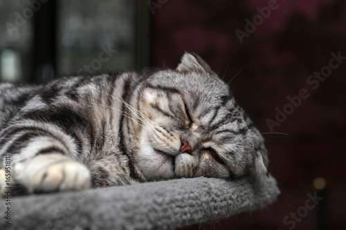 Portrait of a beautiful purebred housecat / British Shorthair kitten