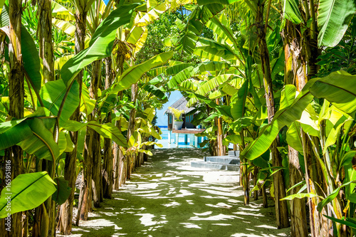 Grove of green tropical banana tree on the shores of the Indian Ocean