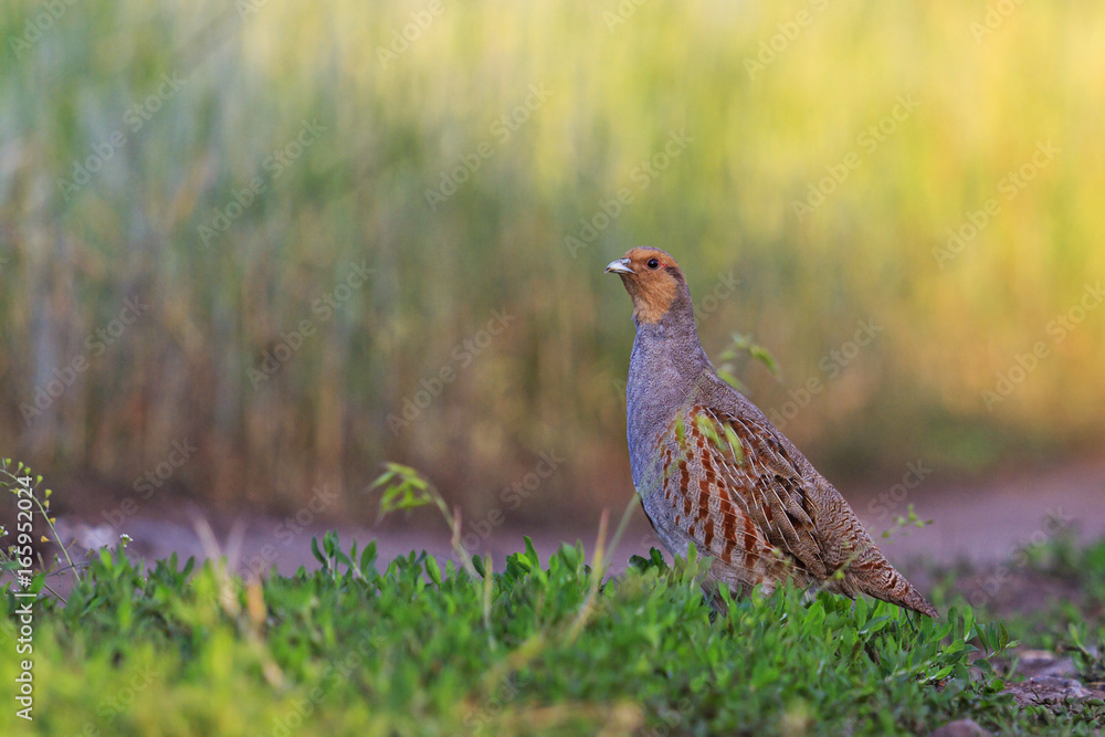 Gray partridge in the summer in the midst of lush greenery Gray partridge in the summer in the midst of lush greenery