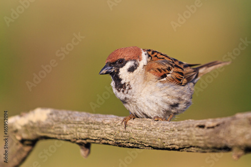 small gray bird on a dry branch