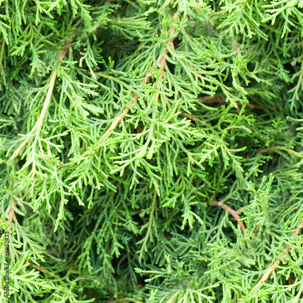 seamless spring green leaves texture, background seamless spring green leaves texture, background