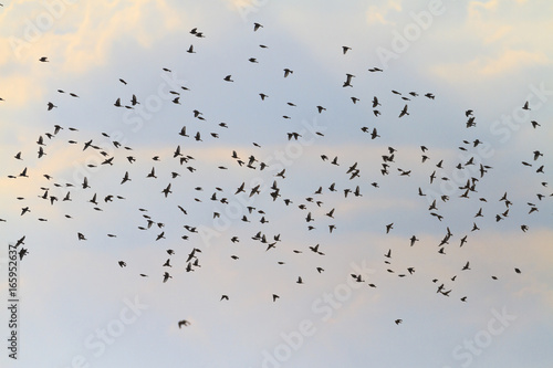Singing birds fly at dusk