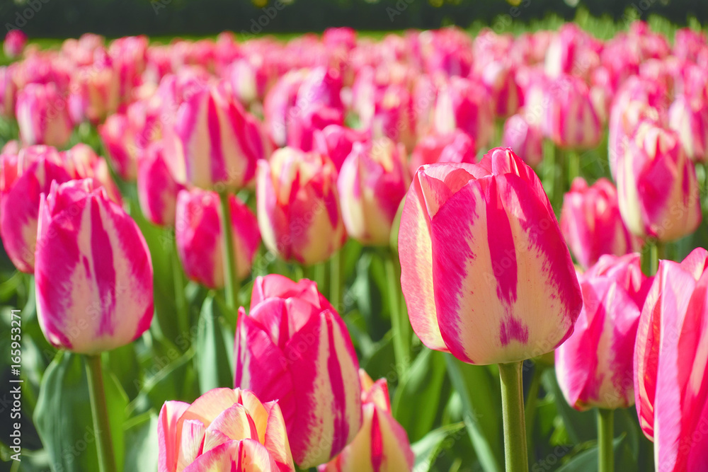 Close-up of tulips with pink yellow colorful petals and green leaves in a field blooming at springtime during the day in Holland. Close-up of tulips with pink yellow colorful petals and green leaves in a field blooming at springtime during the day in Holland.