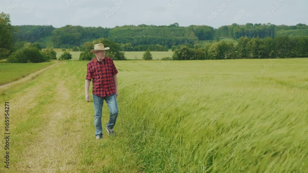 The senior farmer walks at green waving wheatears from wind and looks around 4K The senior farmer walks at green waving wheatears from wind and looks around 4K