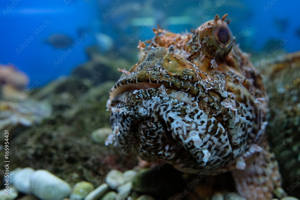 Fototapeta premium Fisch