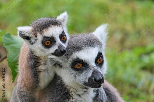 lemurenaffe mit jungtier
