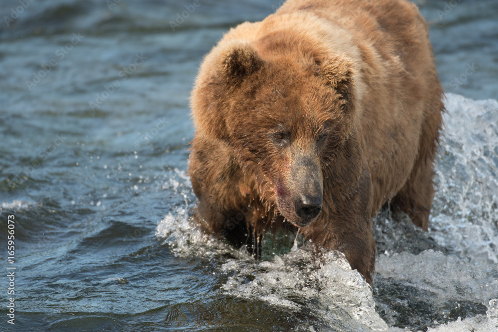 Alaskan brown bear fishing for salmon Alaskan brown bear fishing for salmon