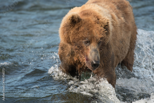 Alaskan brown bear fishing for salmon © Tony Campbell