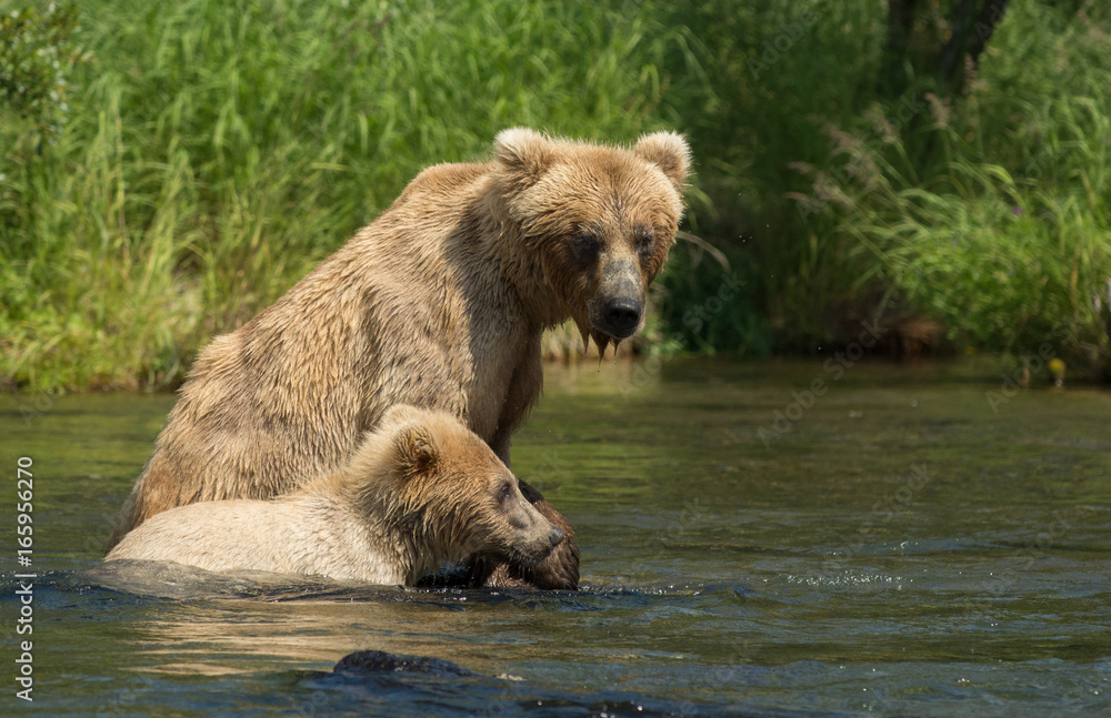 Fototapeta premium Alaskan brown bear sow with cub
