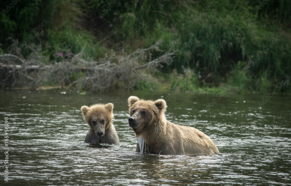 Brown bear cub and sow