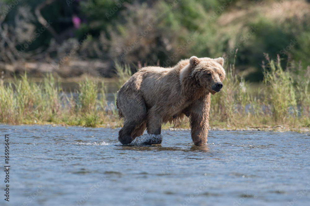 Fototapeta premium Large Alaskan brown bear wading through water