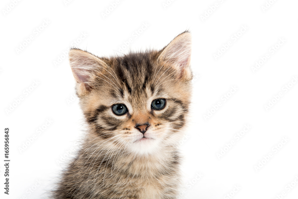 Portrait of tabby kitten